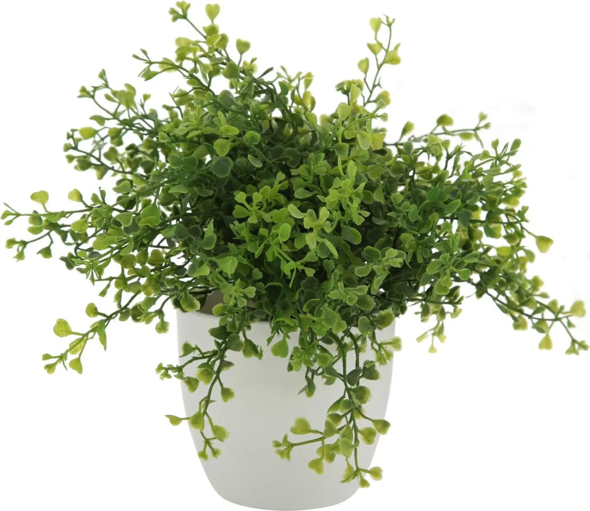 Boltze Topfpflanze „Gras“ – mehrfarbig sortiert, ca. 25 cm