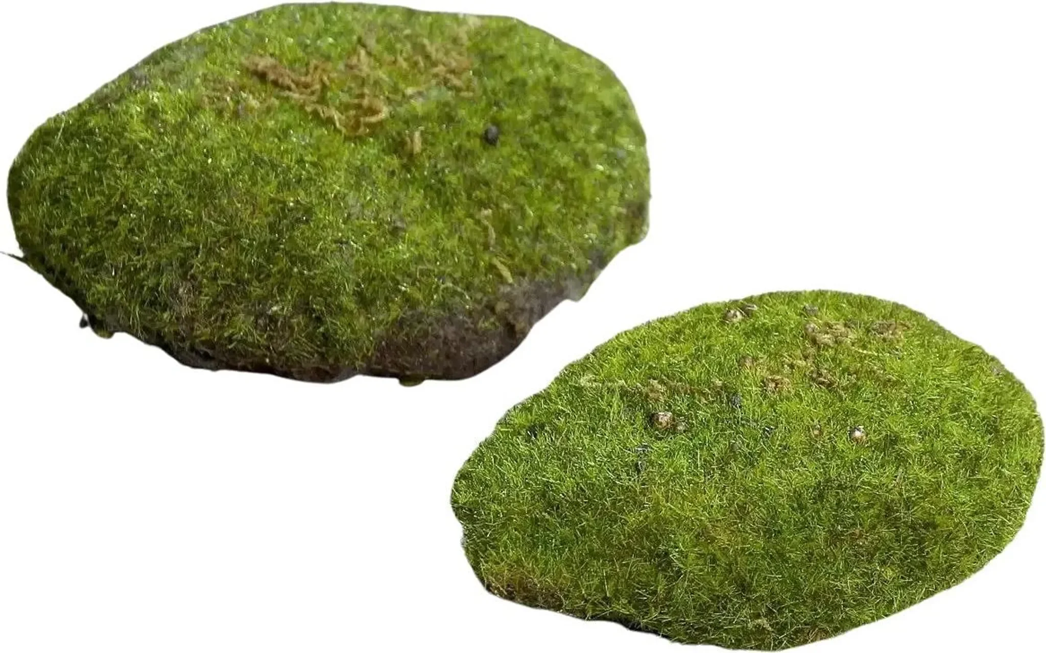 aplanta Deko Moosschwamm „Hanni“ – natürlicher Look ohne Pflege