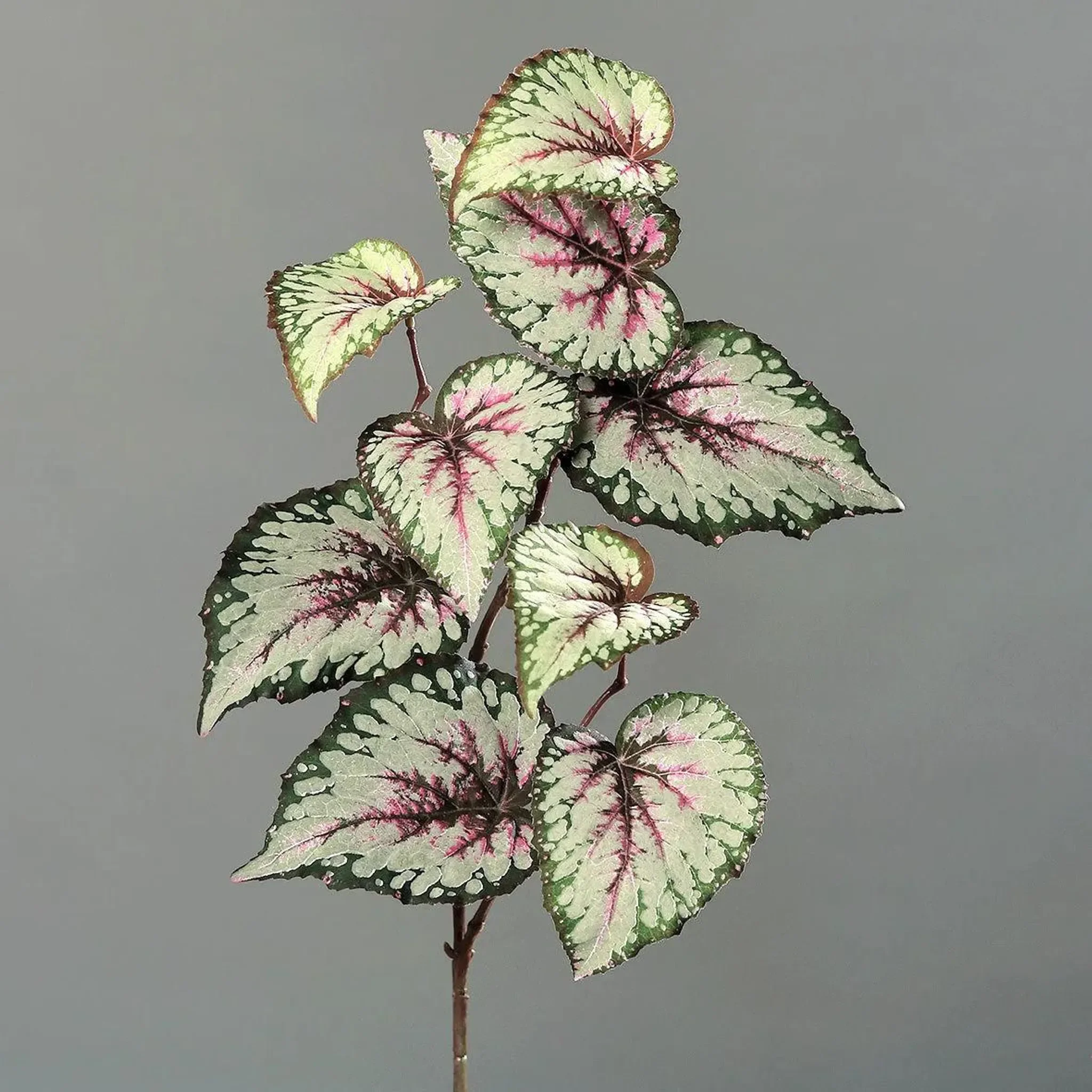 aplanta Künstliche Begonie – Exel | 65 cm