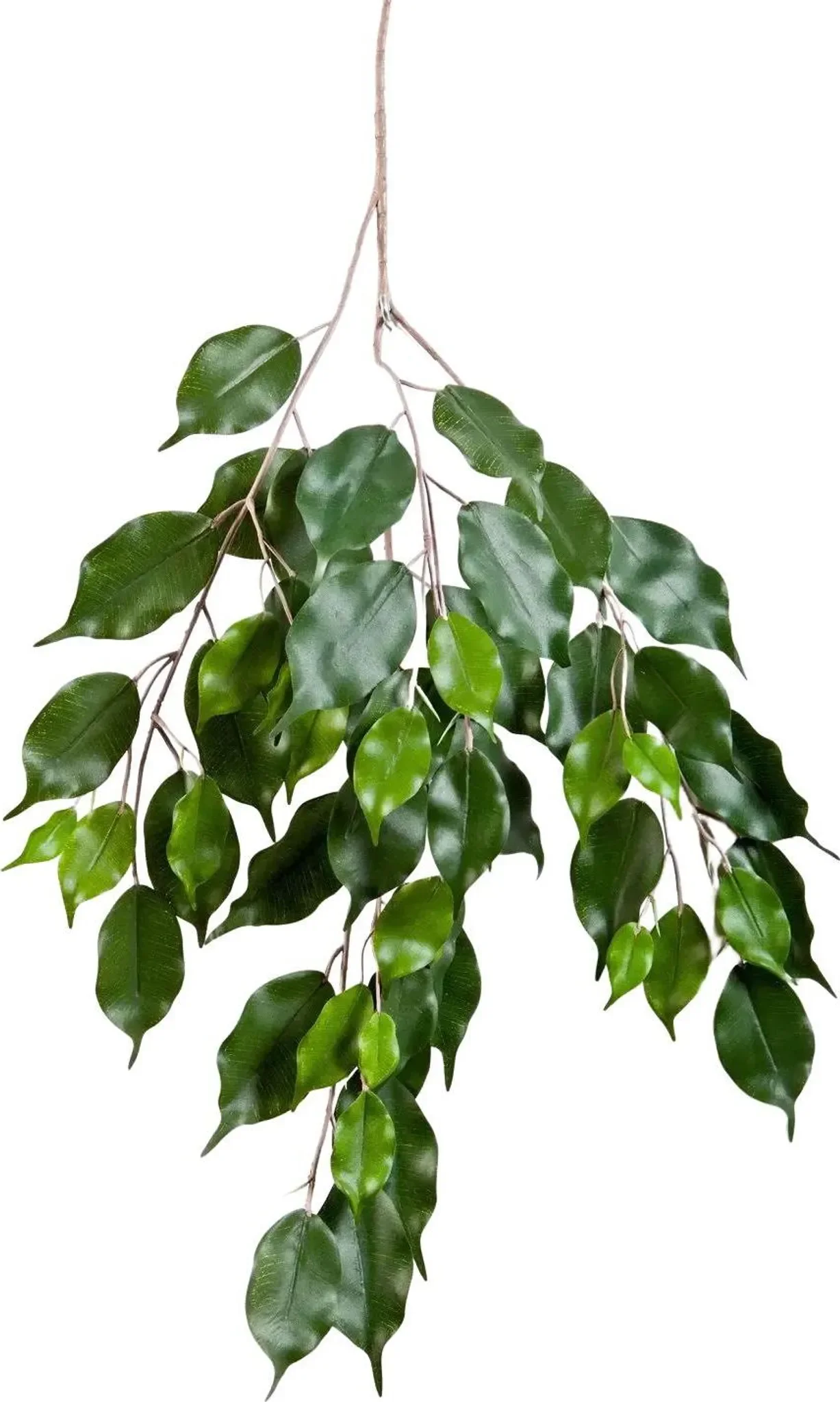 aplanta Künstlicher Ficus-Zweig „Georgia“ – naturgetreue Raumdekoration