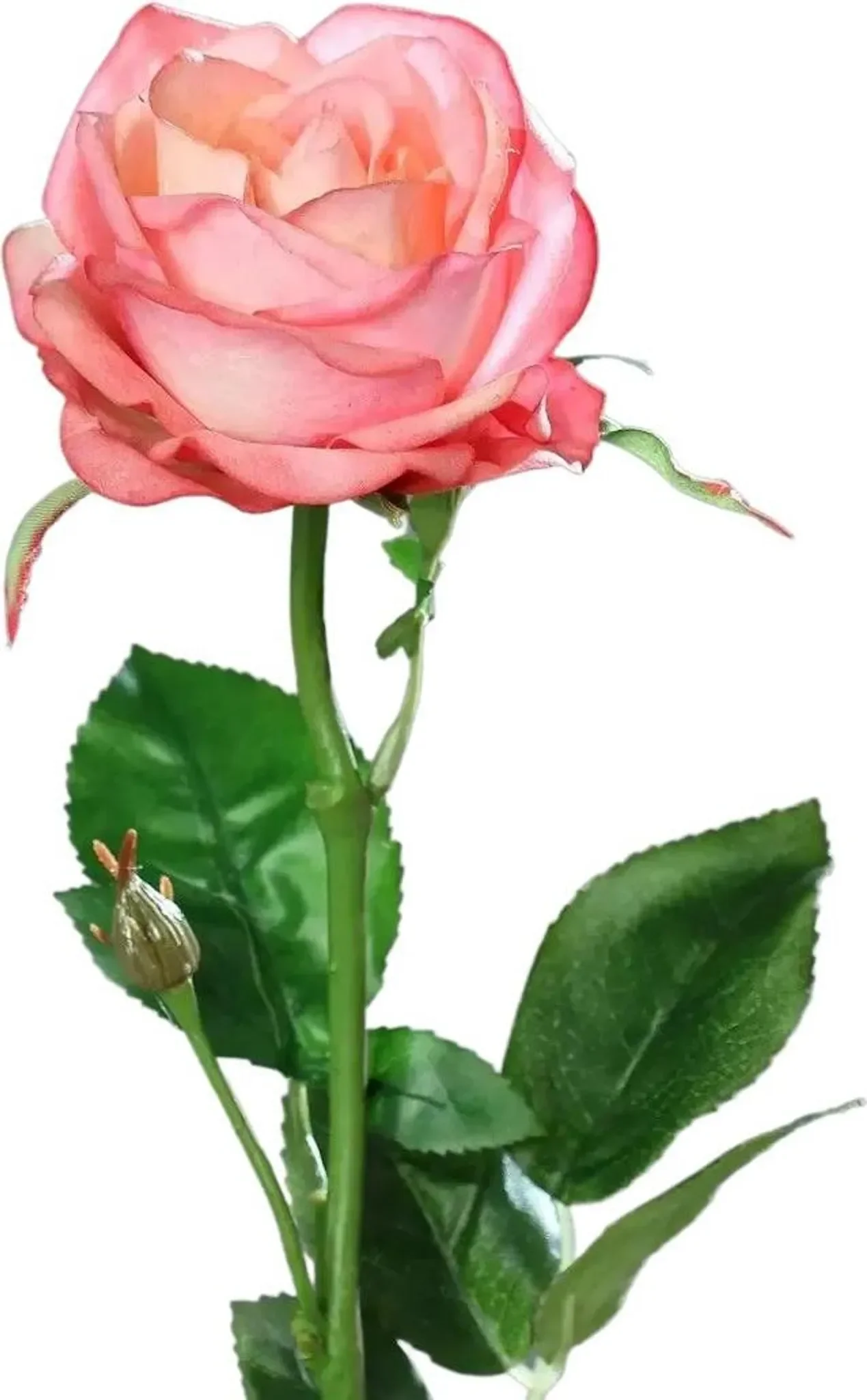 aplanta Künstliche Rose „Sokrates“ – 66 cm, Real Touch